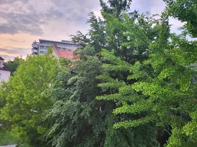 Ein Garten an der Unterkunft Privatzimmer an der Uniklinik Mainz