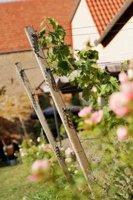 Ein Garten an der Unterkunft Gute Lage Ferienwohnungen