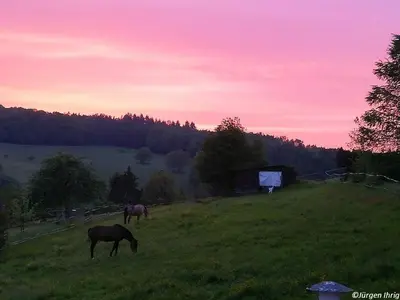 Tiere in der Ferienwohnung oder in der Nähe