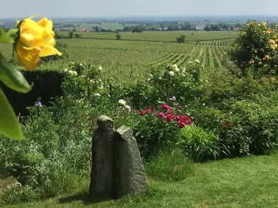 Ein Garten an der Unterkunft Traumblick Rebenmeer