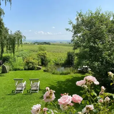 Traumblick Rebenmeer