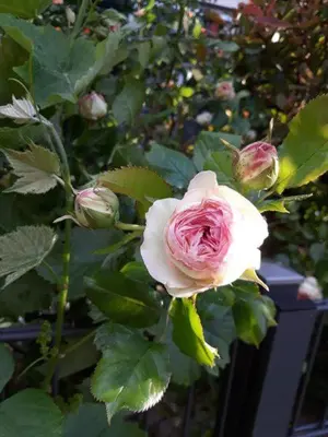 Ein Garten an der Unterkunft Ferienwohnung Rosenblüte