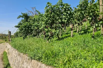 Ein Garten an der Unterkunft Exklusive Wohnung mit herrlicher Terrasse und Garten