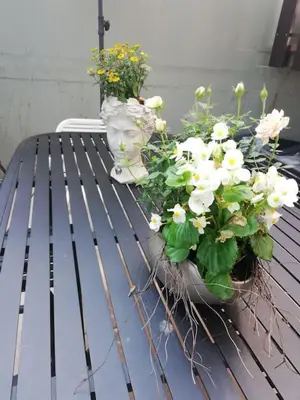 Grundriss der Unterkunft Wohnung Elisabeth - Parkblick - Am Buhl'schen Park 40 - zentrumsnah