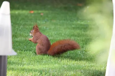 Tiere in der Ferienwohnung oder in der Nähe