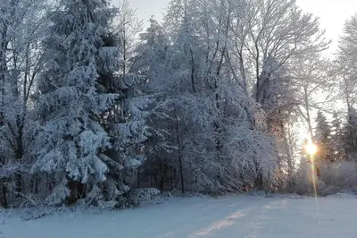 1-Zimmer-Studio am Waldrand im Winter