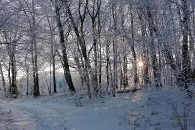 1-Zimmer-Studio am Waldrand im Winter