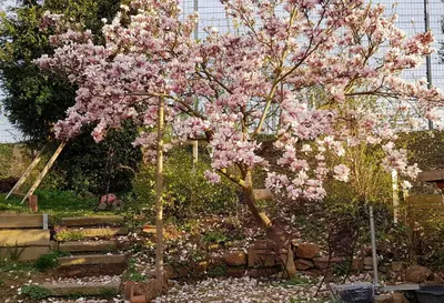 Ein Garten an der Unterkunft Wohnung mit Sauna, Garten & Schwimmteich