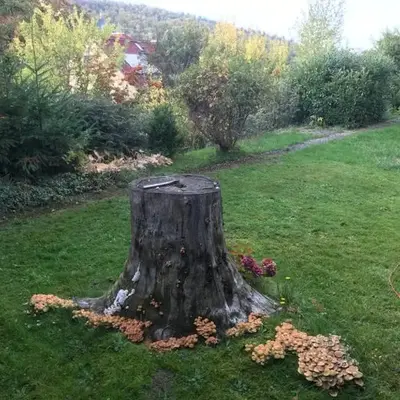 Idyllische Wohnung mitten in der Natur „ Haus Magnolia „