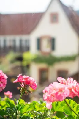 Ein Garten an der Unterkunft Weinstraße No 8 