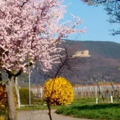 Schmuckstück-Maikammer