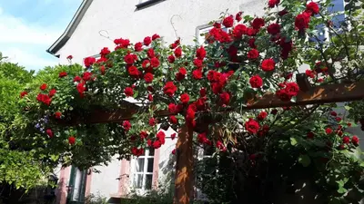 Ein Garten an der Unterkunft Apartment Annette Faust