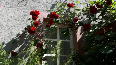 Ein Garten an der Unterkunft Apartment Annette Faust