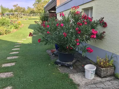 Ein Garten an der Unterkunft Privates Apartment im Grünen