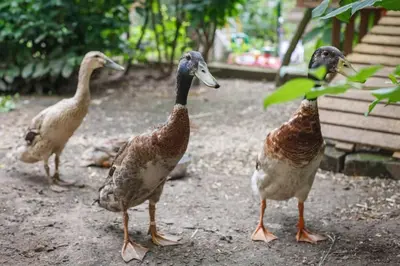 Tiere im Privatzimmer oder in der Nähe