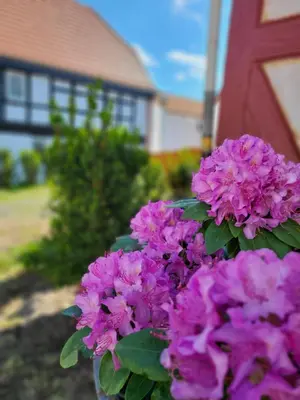 Ein Garten an der Unterkunft Pension Kostera