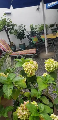 Ein Garten an der Unterkunft Hotel Adriana