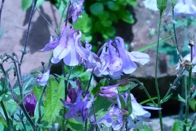 Ein Garten an der Unterkunft Daheim am Wasserturm - Wörth