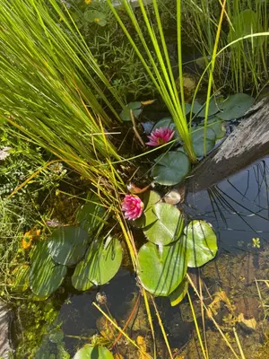Naturlandschaft in der Nähe der Ferienwohnung