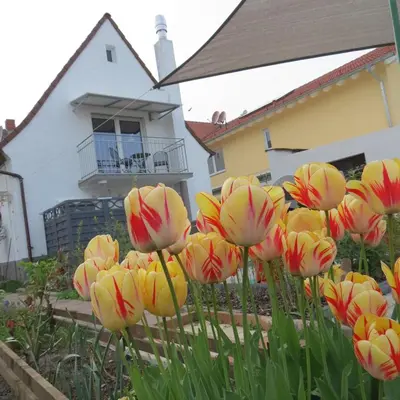 Ein Garten an der Unterkunft Spira House