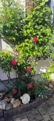 Ein Garten an der Unterkunft Haus Helga