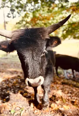 Tiere in der Ferienwohnung oder in der Nähe