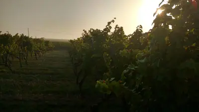 Grundriss der Unterkunft Weingut Will & Würz Riesling
