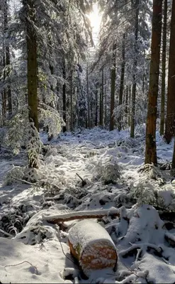 Ferienwohnungen Brack in Gaggenau im Winter