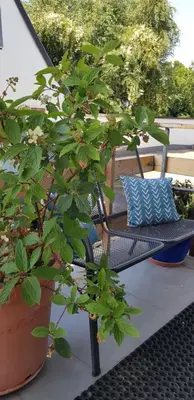 Ein Garten an der Unterkunft Gemütlichkeit