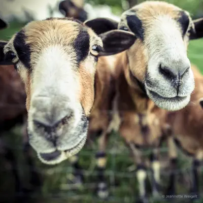 Tiere in der Ferienwohnung oder in der Nähe