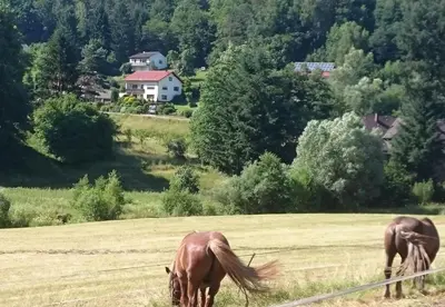 Tiere in der Ferienwohnung oder in der Nähe