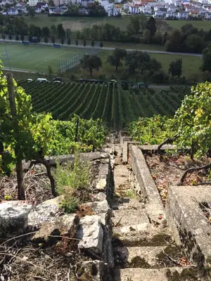 Ein Garten an der Unterkunft Weinbergblick