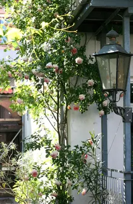 Ein Garten an der Unterkunft Appartent im Garten