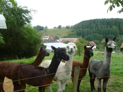 Tiere in diesem Bauernhof oder in der Nähe
