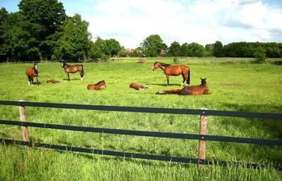 Tiere in der Ferienwohnung oder in der Nähe