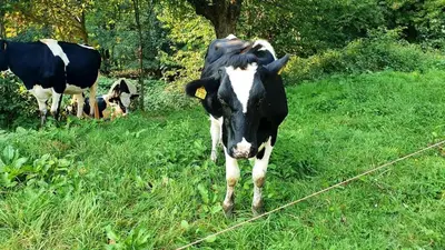 Tiere in der Ferienwohnung oder in der Nähe