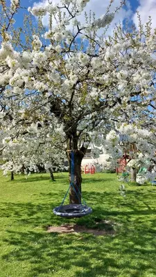 Ein Garten an der Unterkunft Ferienwohnung Zur Hofreite Fewo 5