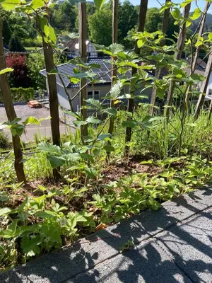 Ein Garten an der Unterkunft Blockhaus in herrlicher Umgebung