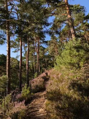 Naturlandschaft in der Nähe der Ferienwohnung