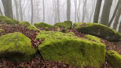 Naturlandschaft in der Nähe der Ferienwohnung