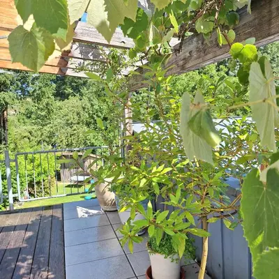 Grundriss der Unterkunft Ferienwohnung am Schloss Michelstadt