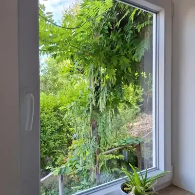 Sonnenberg Wohnung im Haus Frey 2 BR
