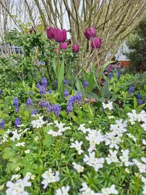 Ein Garten an der Unterkunft Ferienwohnung Viabella