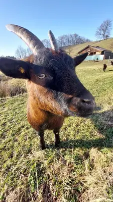 Tiere in der Ferienwohnung oder in der Nähe