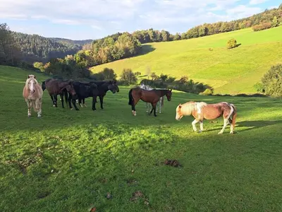Tiere in der Ferienwohnung oder in der Nähe
