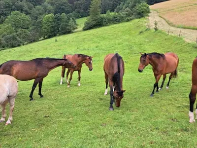 Tiere in der Ferienwohnung oder in der Nähe