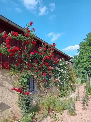 Ein Garten an der Unterkunft Sonnenhof