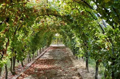Ein Garten an der Unterkunft Weingut Stefan Meyer