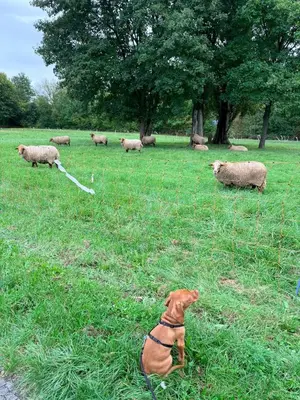 Tiere in der Ferienwohnung oder in der Nähe