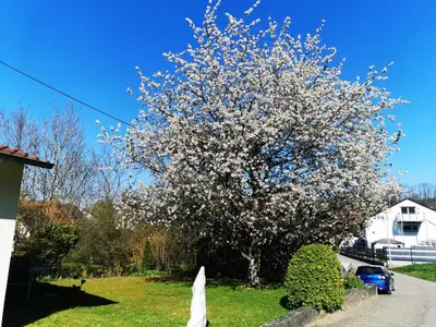 Ein Garten an der Unterkunft Ferienwohnung Im Auricher Tal